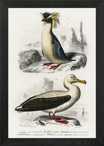 Different types birds i - of,