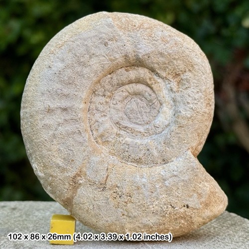 Fossil ammonite perisphinctes - fossil,