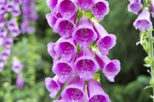 6 Native British Wildflower