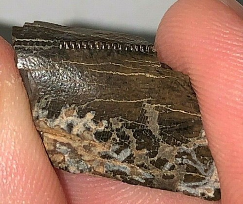 Tyrannosaurus rex tooth - rex,