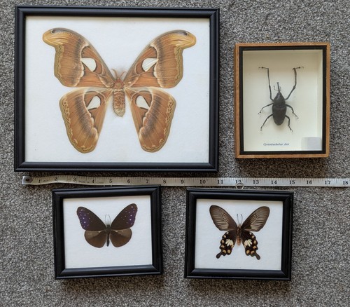 Atlas moth specimen - moth,