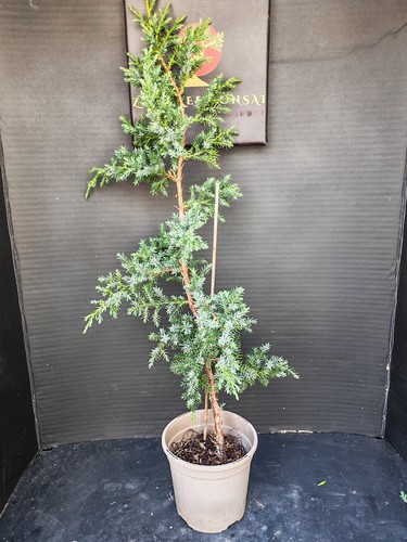 Juniper raw material for - raw,