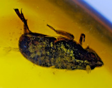 Exquisite dominican amber - exquisite,