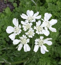 Orlaya Grandiflora- 50 Seeds -