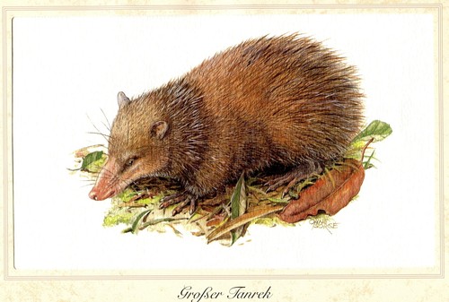 Großer tanrek tenrec - großer,
