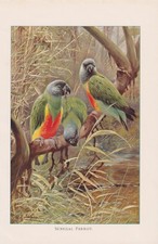 Senegal Parrot Birds Antique