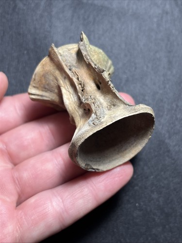 Rare massive fossil fish - rare,