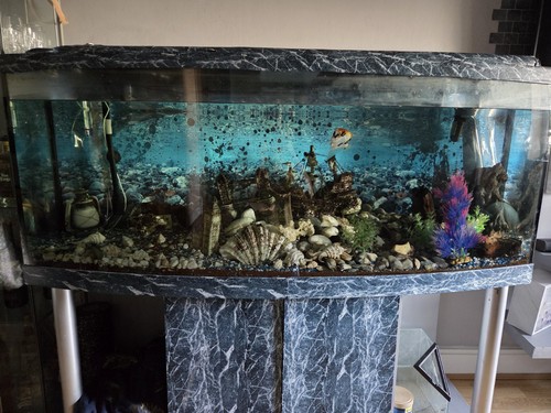 500l aquarium with cabinet - aquarium,
