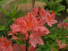 Rhododendron  Appleblossom in 2L pot deciduous azalea