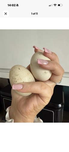 Khaki campbell eggs - campbell,