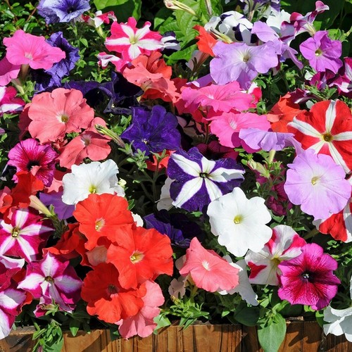 Petunia bedding mix - mix, colour