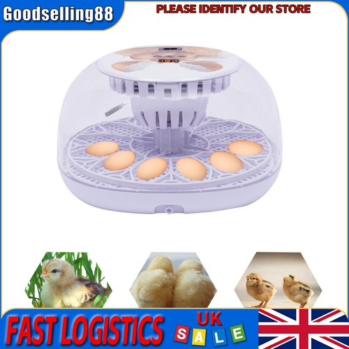 New household chicken hatching - chicken,
