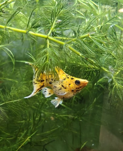 Pikachu molly breeding pair - molly,