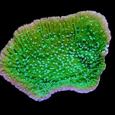 ULTRA EMERALD/PINK RIM PLATING MONTIPORA FRAG-SPS/ FRAG/CORAL/MARINE
