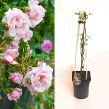 FRAGRANT CLIMBING / BUSH ROSE