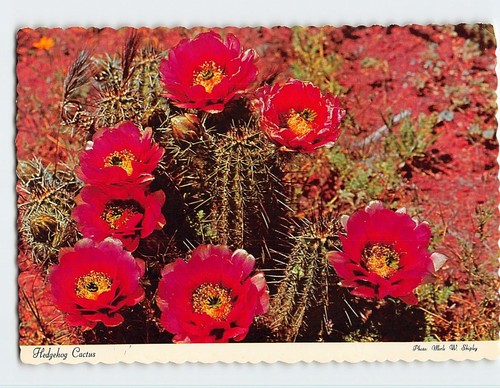 Postcard hedgehog cactus - postcard,