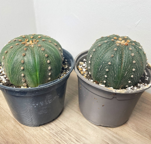 Giant astrophytum asterias - astrophytum,