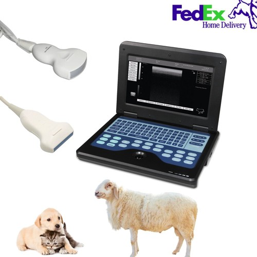 Dog cat sheep veterinary - dog,