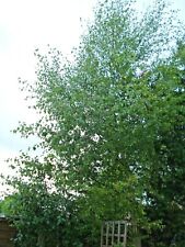 500 + SILVER BIRCH Tree Seeds