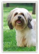 LHASA APSO DOG FRIDGE MAGNET