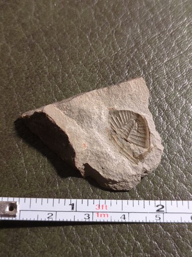 Fossil trilobite - fossil,