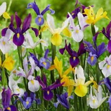 Dutch iris bulbs x 10 spring
