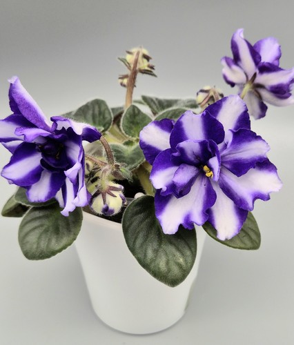 Chimera rare african violet - chimera,
