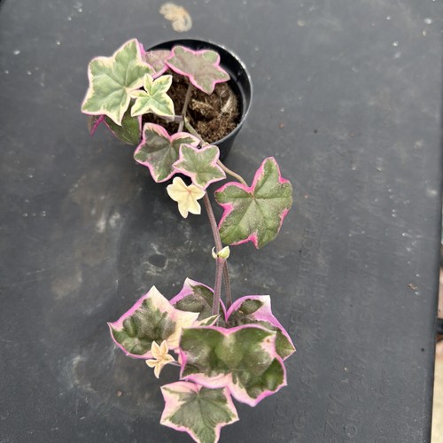 Pelargonium élégante - l’élégante, |