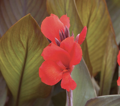 Canna atlantic beauty plug - |,