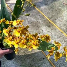 Rare Oncidesa Goldflakes