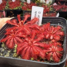 Drosera Ultramafica x