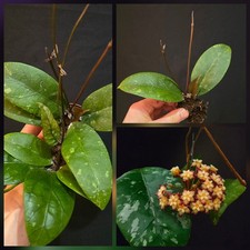 Hoya sp. Aceh Splash. Wax