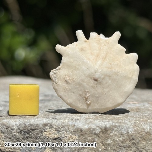 Fossilised sand dollar