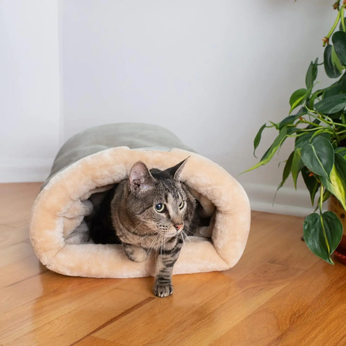 Autumn and winter cat - and,
