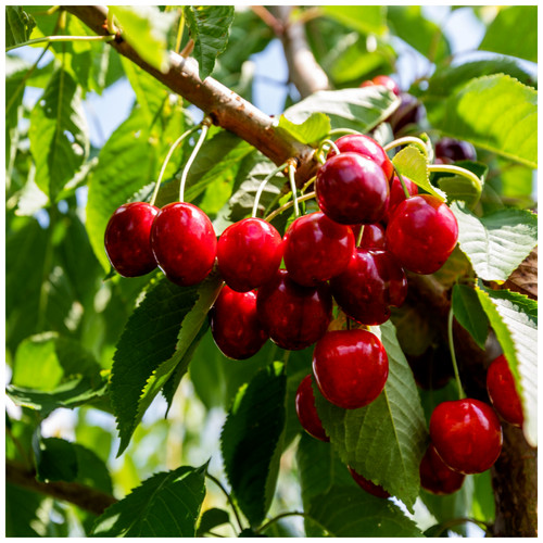 Dwarf patio lapins cherry - patio,