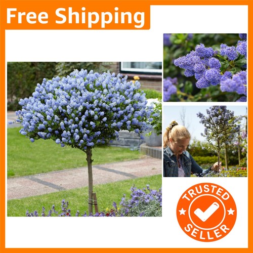 California lilac tree 90cm - tree, 80-90cm