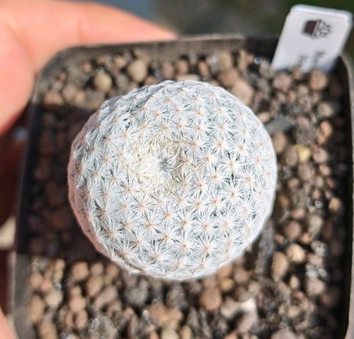 Mammillaria herrerae rare - -,