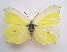 Gonepteryx Rhamni British Brimstone Mosaic *Gynandromorph* Butterfly Set x1 A1.