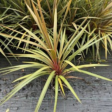 Cordyline Australis 'Red