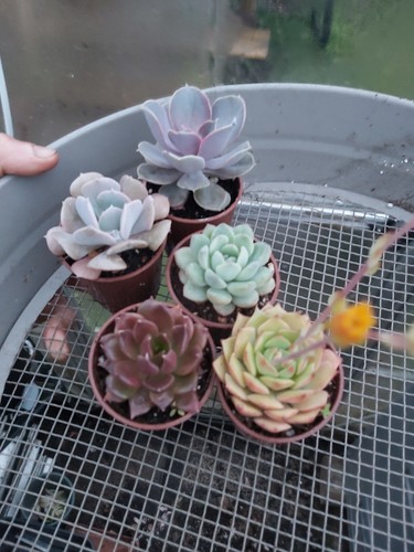 Echeveria succulents - echeveria,