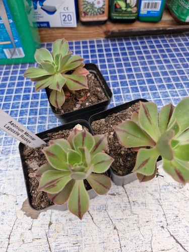 Aeonium leucoblepharum yemen - aeonium,