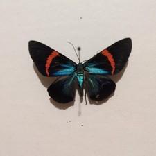 The Vibrant Day Moth Female