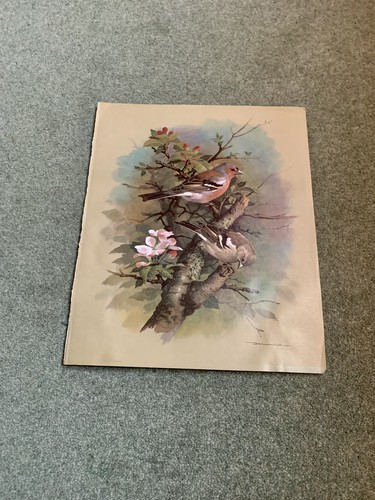 Vintage basil ede bird - vintage, print