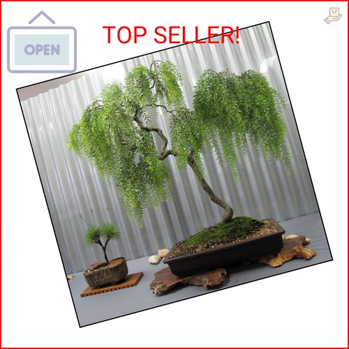 Live dwarf australian weeping - australian,