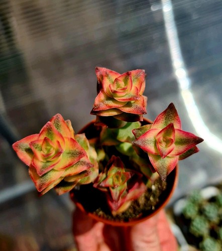 Crassula pagoda variegated - pagoda, |