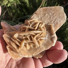 Desert rose gypsum crystal - desert,