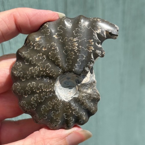 Ammonite fossil - fossil, (a9)