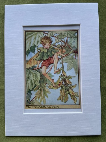 Sycamore flower fairy - ‘sycamore’,