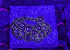 WYSIWYG: Aqua-Cultured Purple