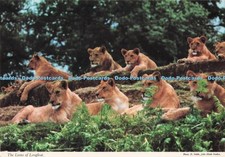 D284634 The Lions of Longleat Johns Hinde D Noble